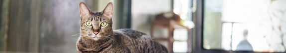Joe’s Cat - die innovative Katzenstreu