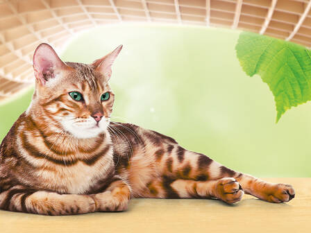 Cat\'s Best®