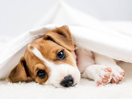 Dog\'s Best Welpe