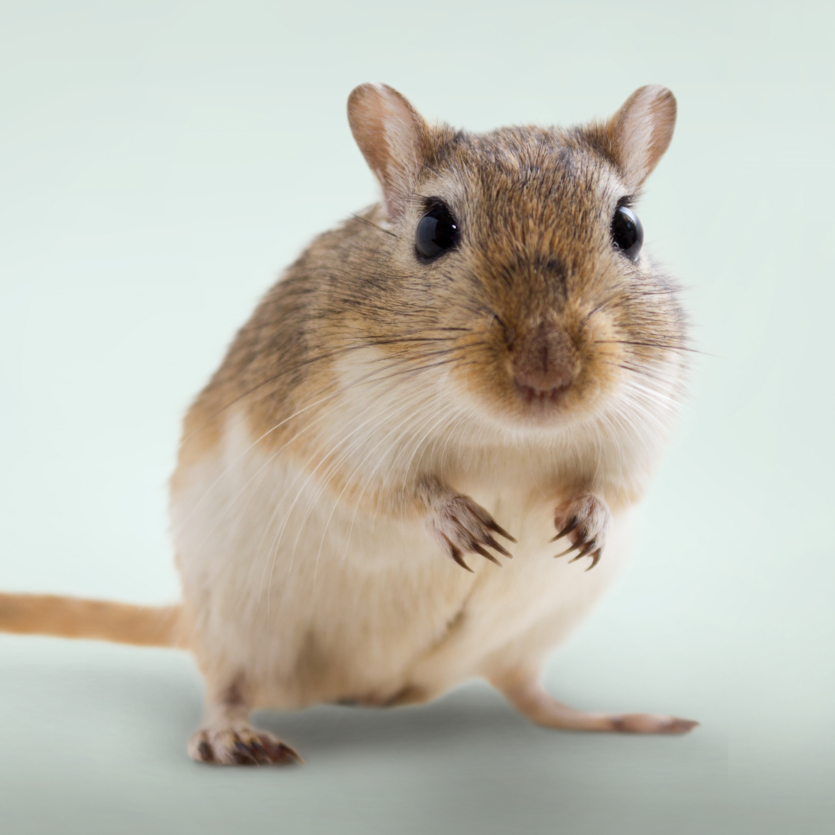 Haltungsempfehlungen für Heim- und Nutztiere