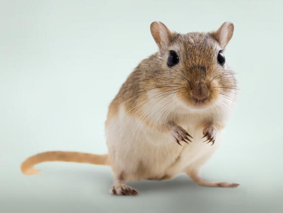 CHIPSI Produkt Konfigurator – die optimale Haltungs- und Produktempfehlungen für Heimtiere